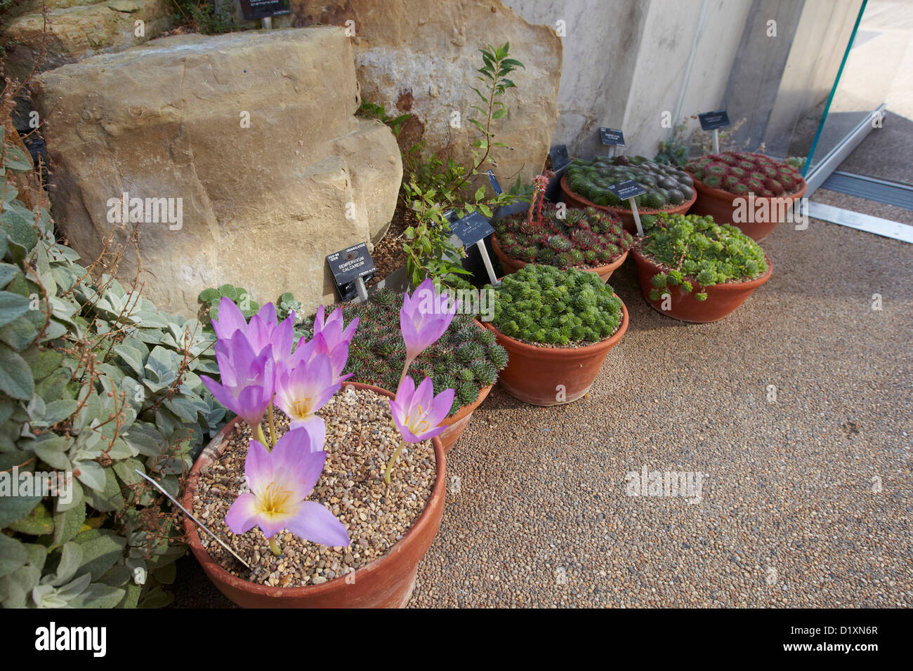 Alpine Pflanzen in Töpfen, die Davies Alpine House, Kew Gardens, London, UK Stockfoto