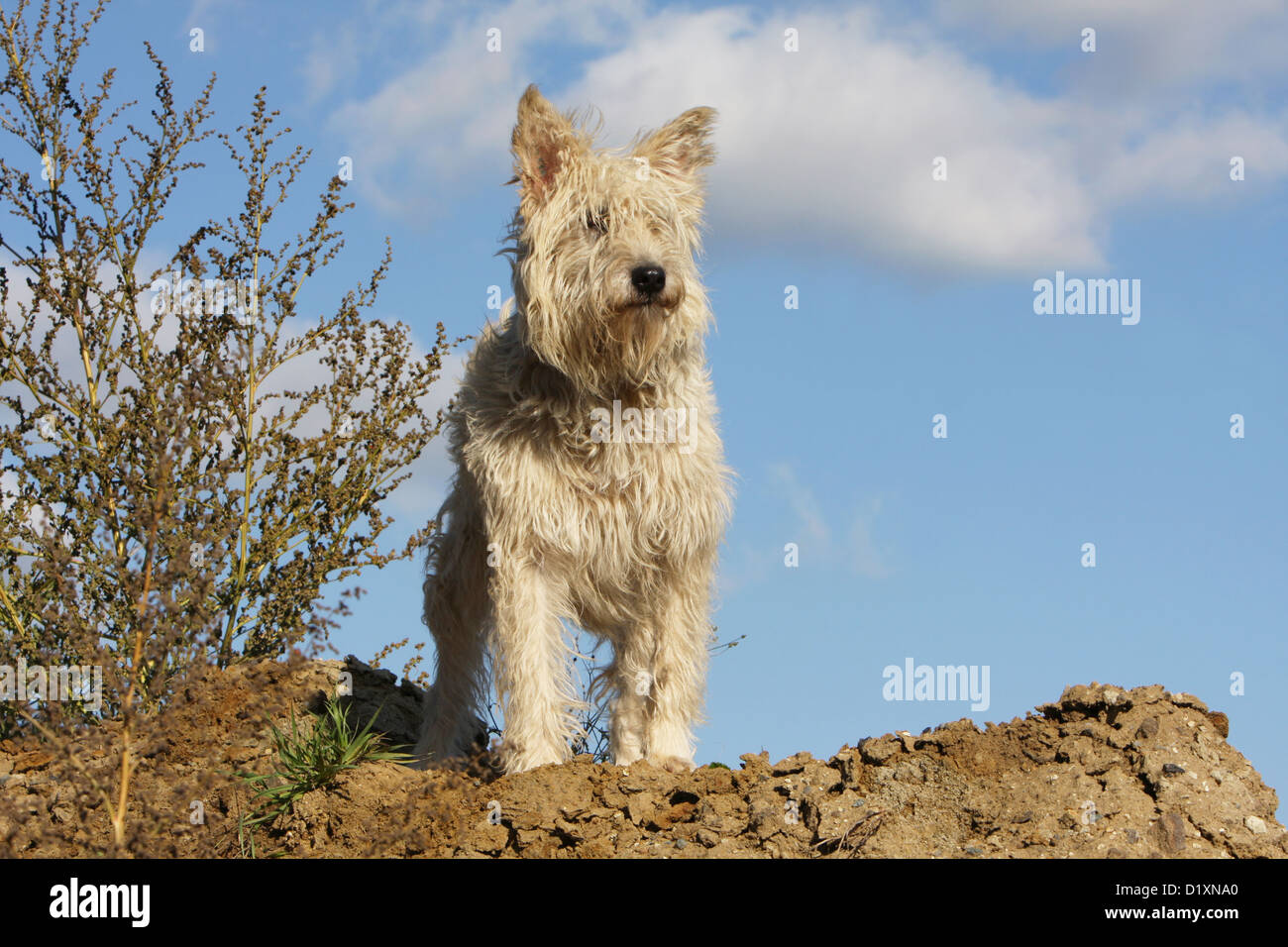 Bouvier des Ardennes - Ardennen Cattle Dog adult Stroh farbige stehend Hund Stockfoto