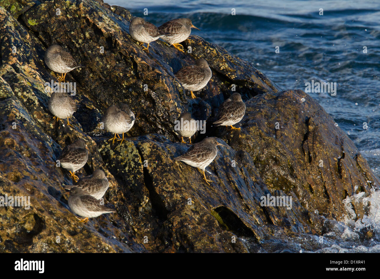 Lila Strandläufer Calidris Maritima, Shetland, Scotland, UK Stockfoto