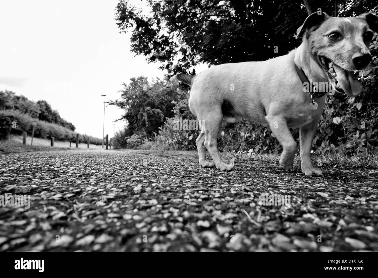 Jack Russell Terrier Hund auf einem Spaziergang Stockfoto