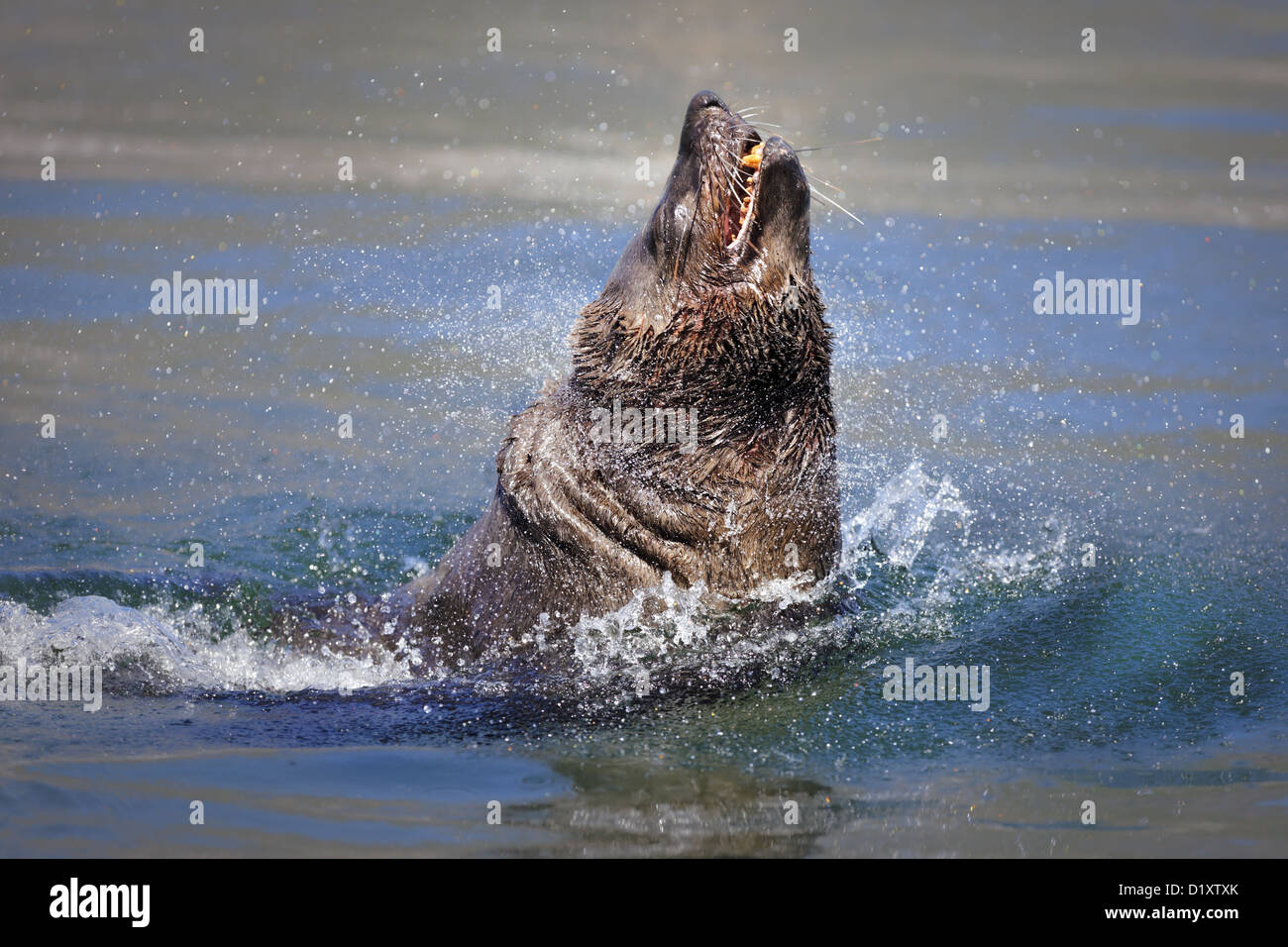 Braun (Kap) Seebär platzt aus dem Wasser (Arctocephalus percivali) Stockfoto