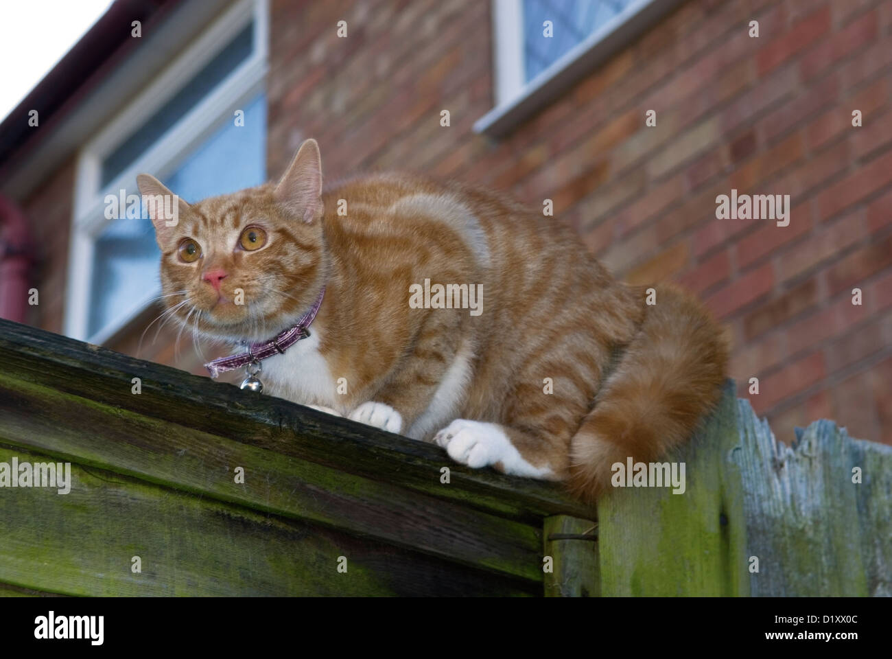 INLÄNDISCHE KATZE FELIS CATUS SITZEN AM GARTENZAUN Stockfoto