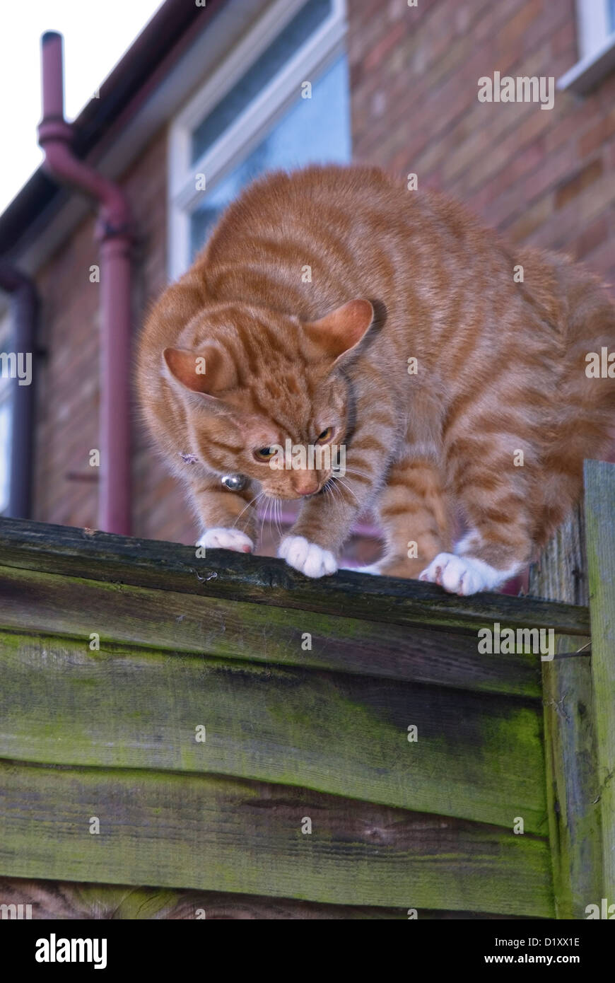 INLÄNDISCHE KATZE FELIS CATUS SITZEN AM GARTENZAUN Stockfoto