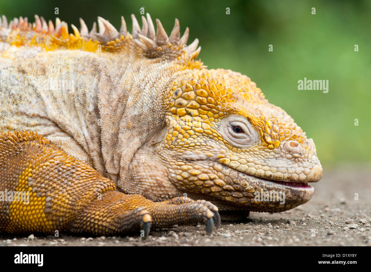 Land Iguana, Conolophus subcristatus Stockfoto