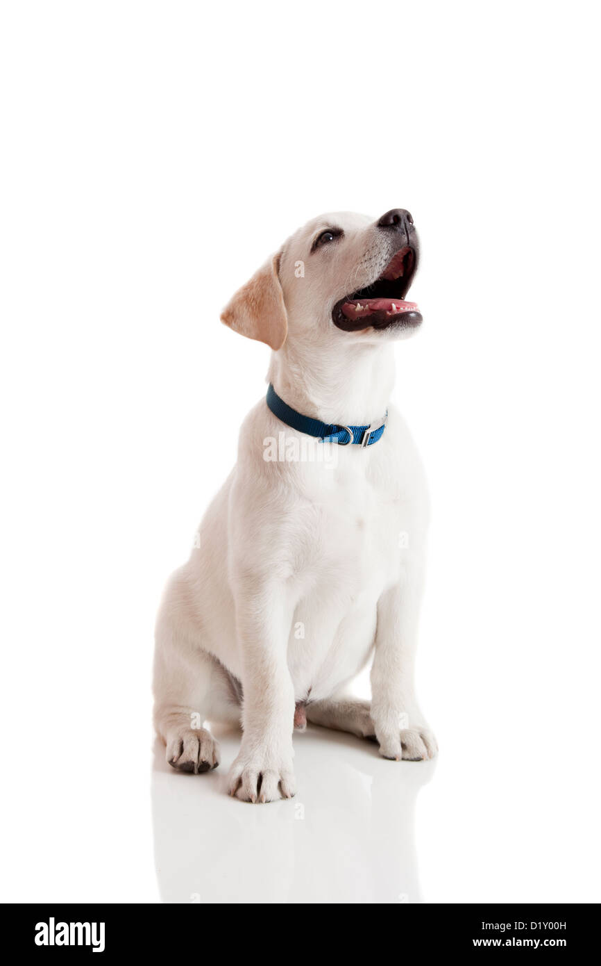 Schöne Labrador Retriever Creme Welpe isoliert auf weißem Hintergrund trägt ein blaues Hundehalsband Stockfoto