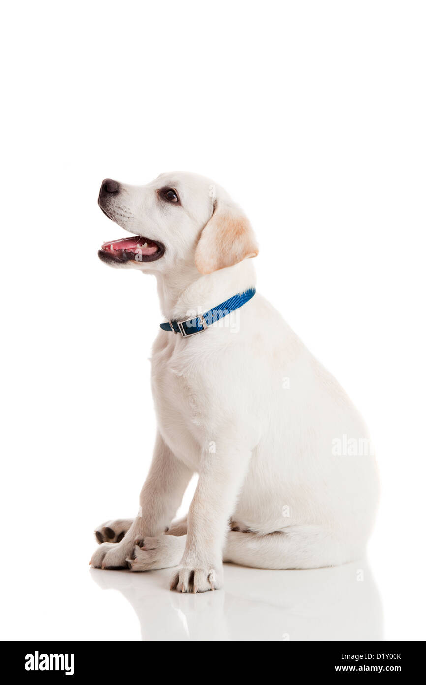 Schöne Labrador Retriever Creme Welpe isoliert auf weißem Hintergrund trägt ein blaues Hundehalsband Stockfoto