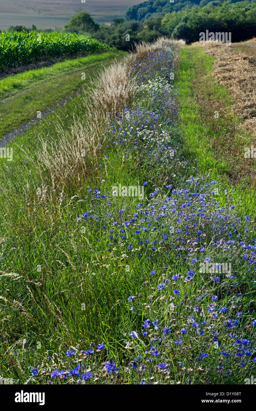 Kornblumen (Centaurea Cyanus), blaue Wildblumen im Rande entlang Feld wachsen Stockfoto