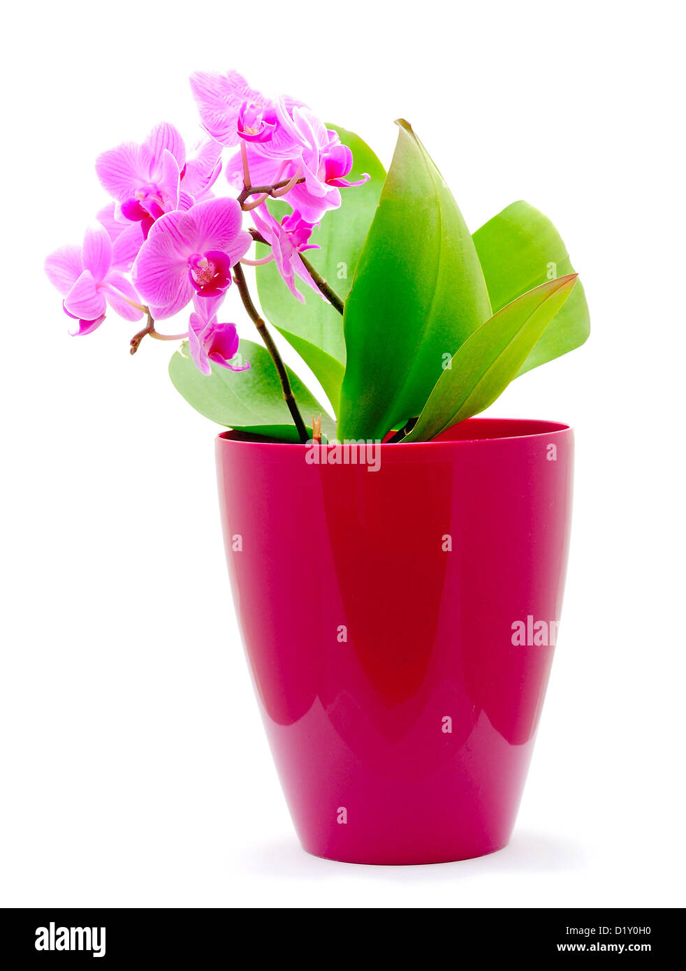 Makroaufnahme von rosa Orchidee (Phalaenopsis) auf dem weißen Hintergrund. Stockfoto