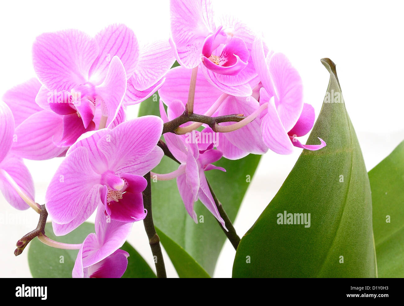 Makroaufnahme von rosa Orchidee (Phalaenopsis) auf dem weißen Hintergrund. Stockfoto