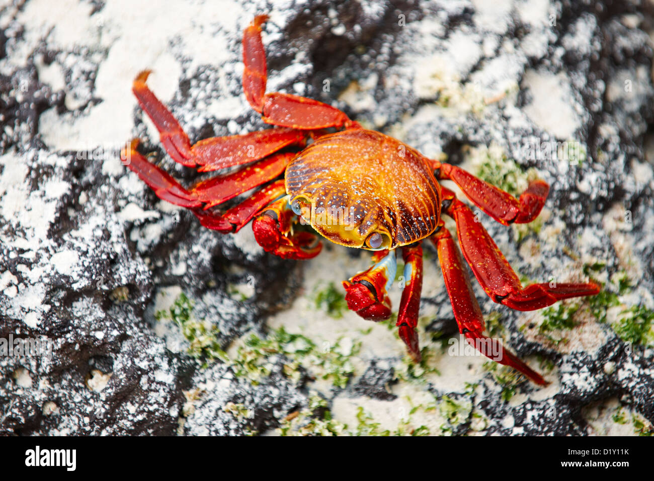 rote Felsen-Krabbe, Grapsus Grapsus, Tortuga Bay, Puerto Ayora, Santa Cruz, Galapagos-Inseln, Ecuador Stockfoto