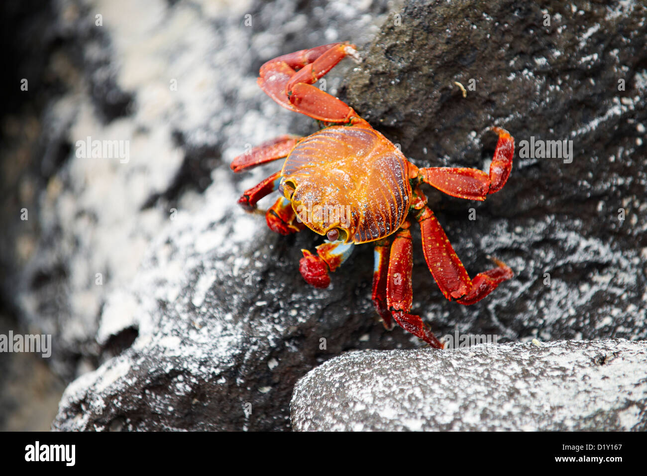 rote Felsen-Krabbe, Grapsus Grapsus, Tortuga Bay, Puerto Ayora, Santa Cruz, Galapagos-Inseln, Ecuador Stockfoto