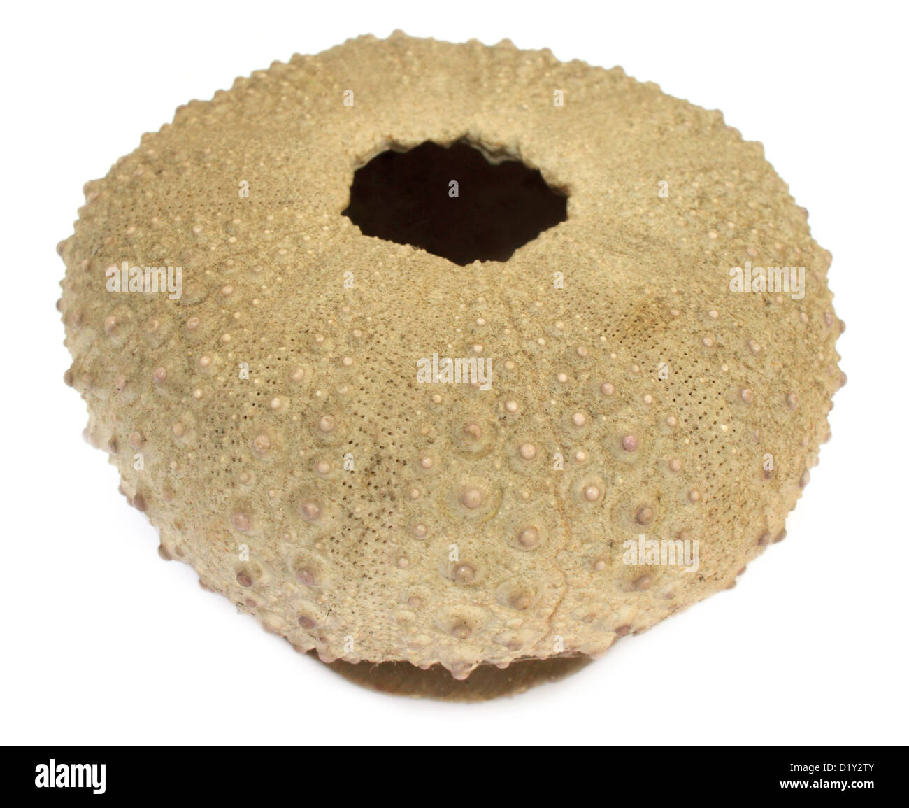 Aschenbecher machte Muschel Stockfoto