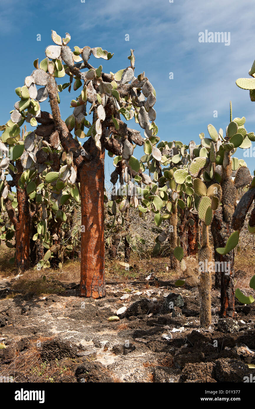 Galapagos Riesen Kaktus, Opuntia Echios Gigantea, endemisch und nur Arten wie Baum, Tortuga Bay, Puerto Ayora, Galapagos Stockfoto