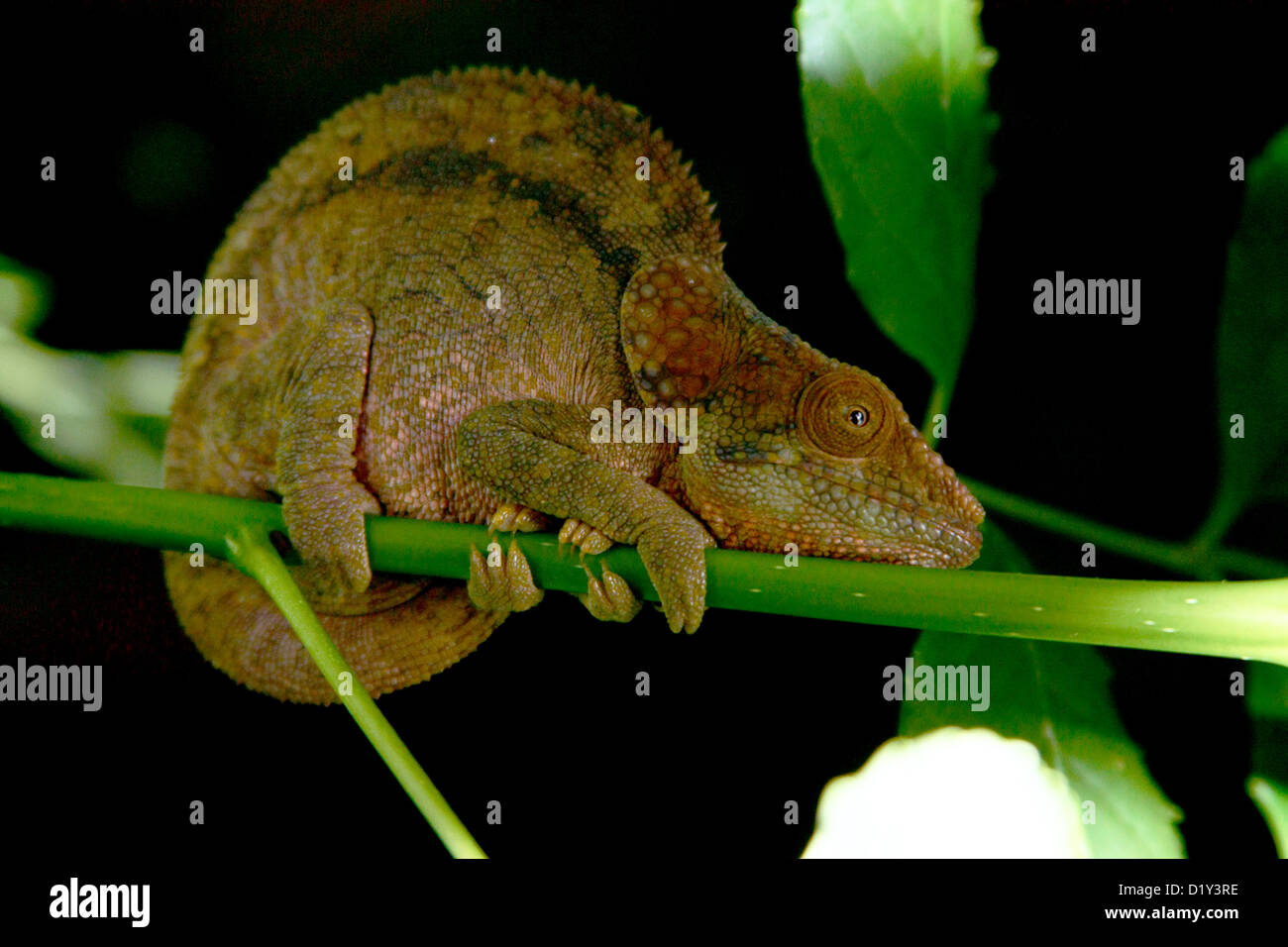 Das Elefant-Schmuckschildkröte oder kurzen Hörnern Chamäleon Stockfoto