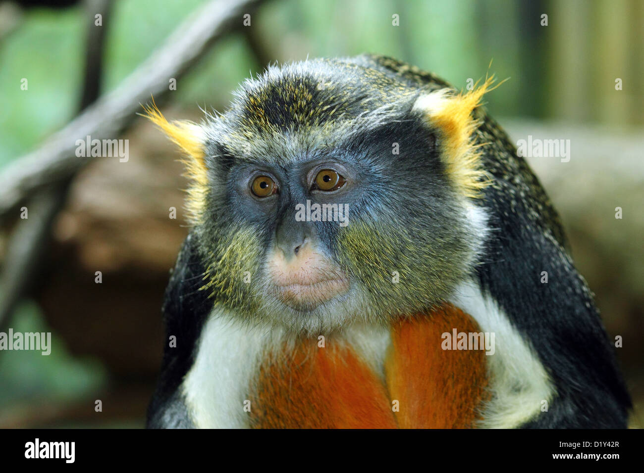 Ein Gefangener Wölfe Guenon starrt aus einen Barsch im New Yorker Stadtteil Bronx Zoo Stockfoto