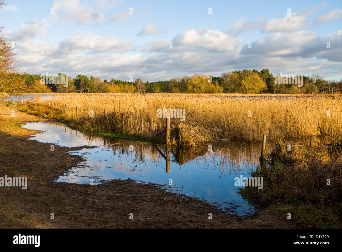 Blauen Himmel am 1. Januar 2013 bei Frensham Pond in der Nähe von Farnham, Surrey, UK Stockfoto