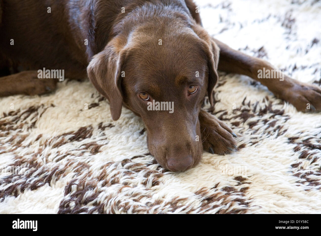 Chocolate Labrador auf einem Teppich Stockfoto