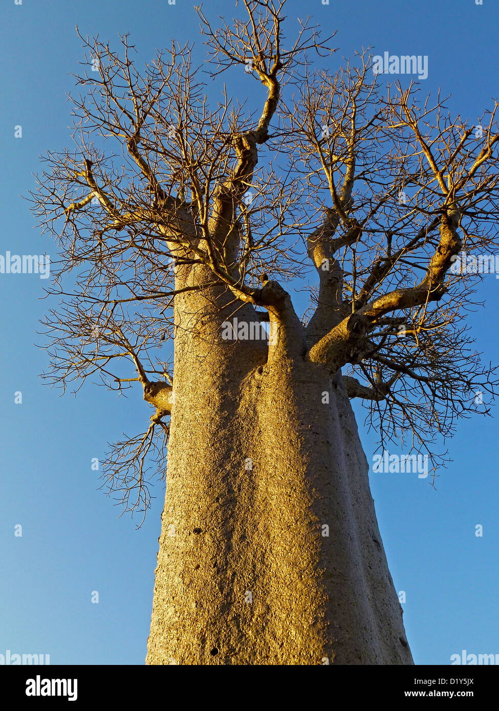 Ein Baobab-Baum wächst in Madagaskar Stockfoto