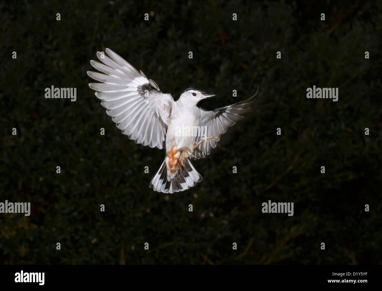 Weißer-breasted Kleiber (Sitta Carolinensis) fliegen. Stockfoto