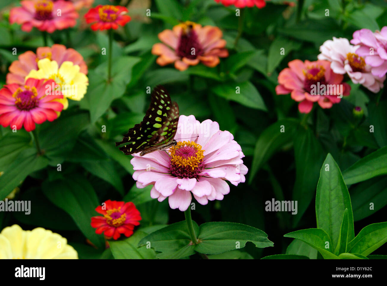 Schmetterling auf Blumengarten in Kerala Indien Stockfoto