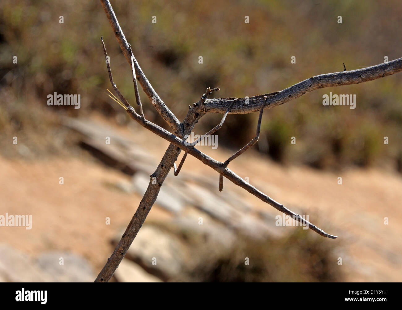 Spazierstock Insekt, Achrioptera Impennis, Phasmatidae, Orthopterida. Isalo Nationalpark, Madagaskar, Afrika. Stockfoto