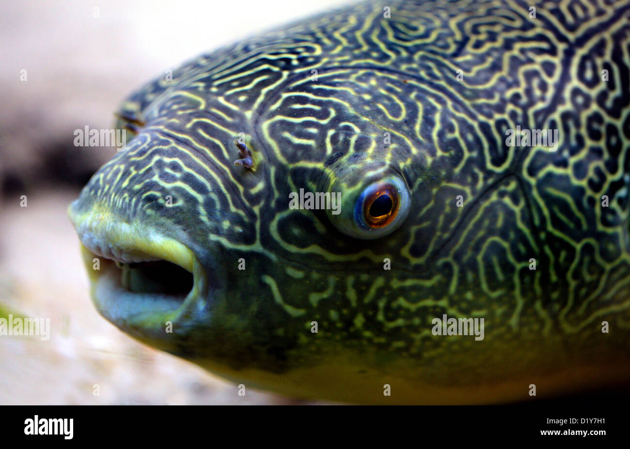 Süßwasser kugelfisch -Fotos und -Bildmaterial in hoher Auflösung – Alamy