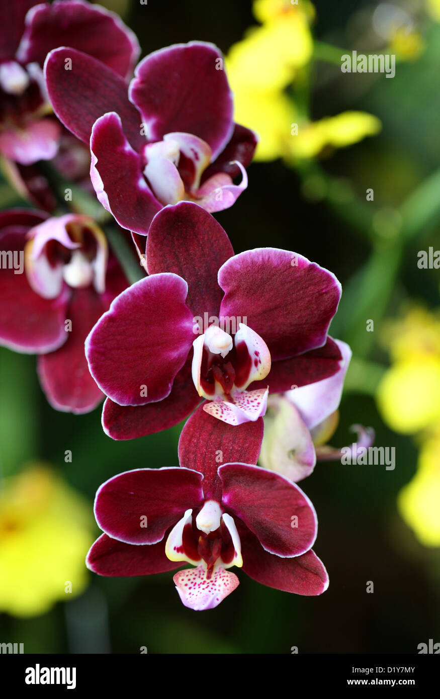 Motte Orchidee Hybrid "Deborah", Phalaenopsis SP., Orchidaceae. Ursprünglich aus Asien. Stockfoto