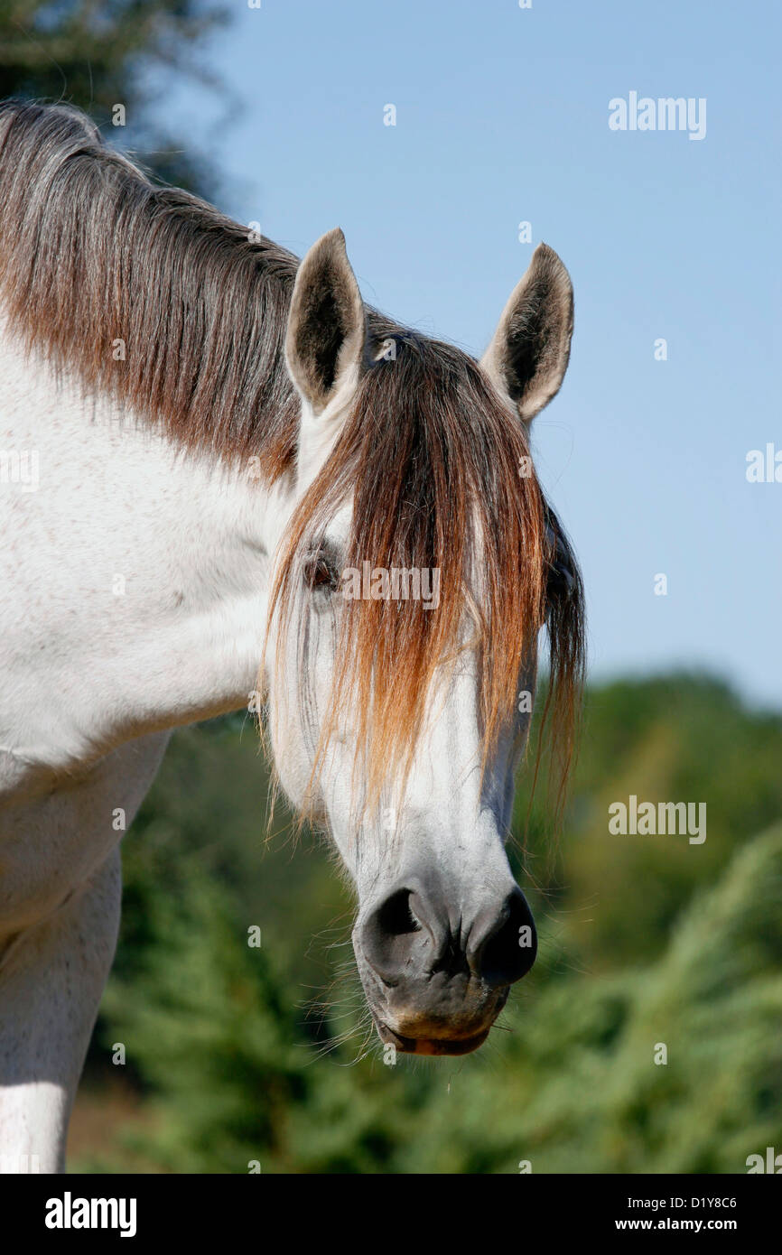 Graue andalusische Stute Pferd Porträt; Stockfoto