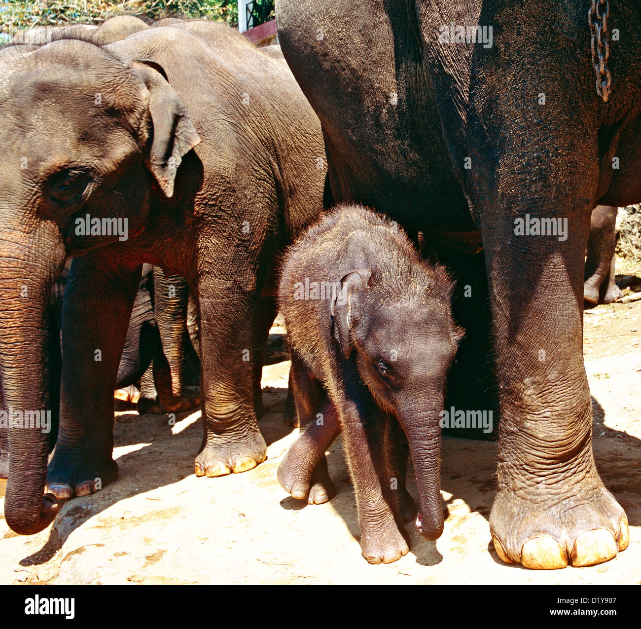 Ein Baby-Elefant auf der Elephant Sanctuary Sri Lanka Asia Stockfoto
