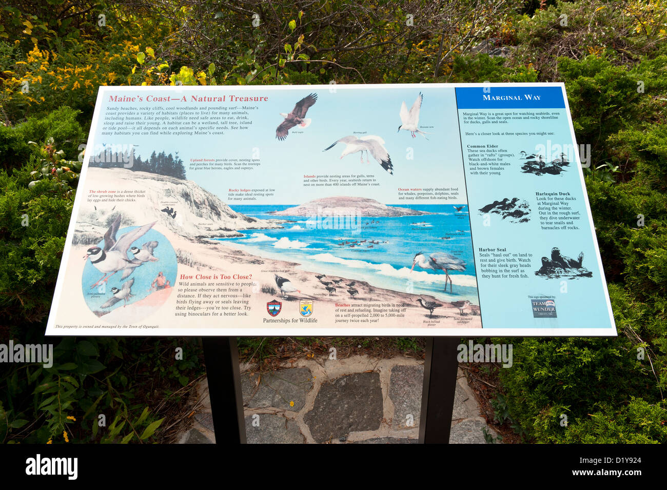 Interpretierende Panel beschreibt Lebensraum für Wildtiere entlang Marginal Way in Ogunquit, Bundesstaat Maine, USA. Stockfoto