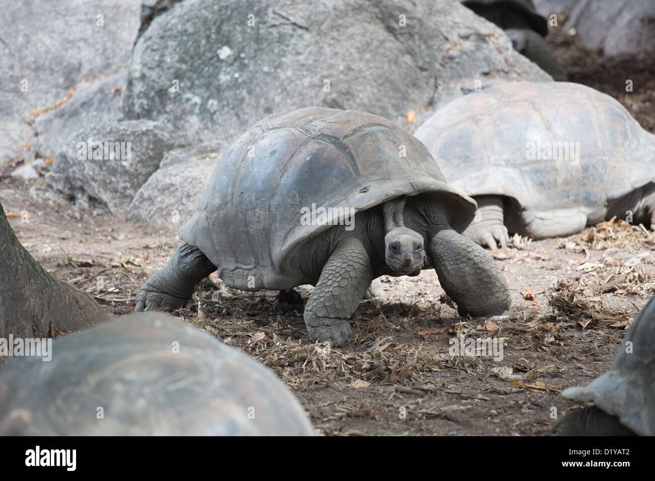 Seychellen Riesenschildkröte, L' Union Estate, La Digue Island, Seychellen Stockfoto