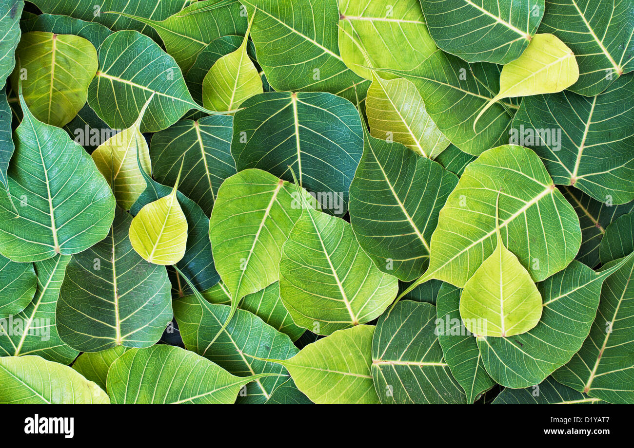 Ficus Religiosa. Heiligen Feigenbaum Blatt / Bodhi Baum Blatt-Muster Stockfoto