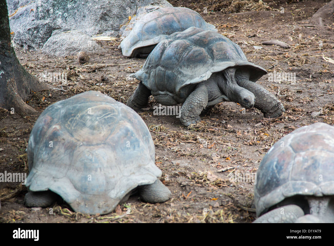 Seychellen Riesenschildkröte, L' Union Estate, La Digue Island, Seychellen Stockfoto