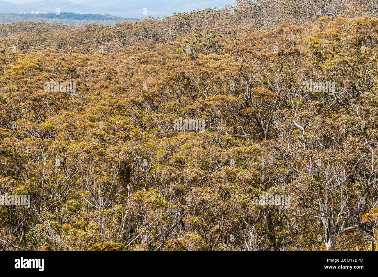 Wald, kahle Felsen-Nationalpark, Queensland, Australien Stockfoto