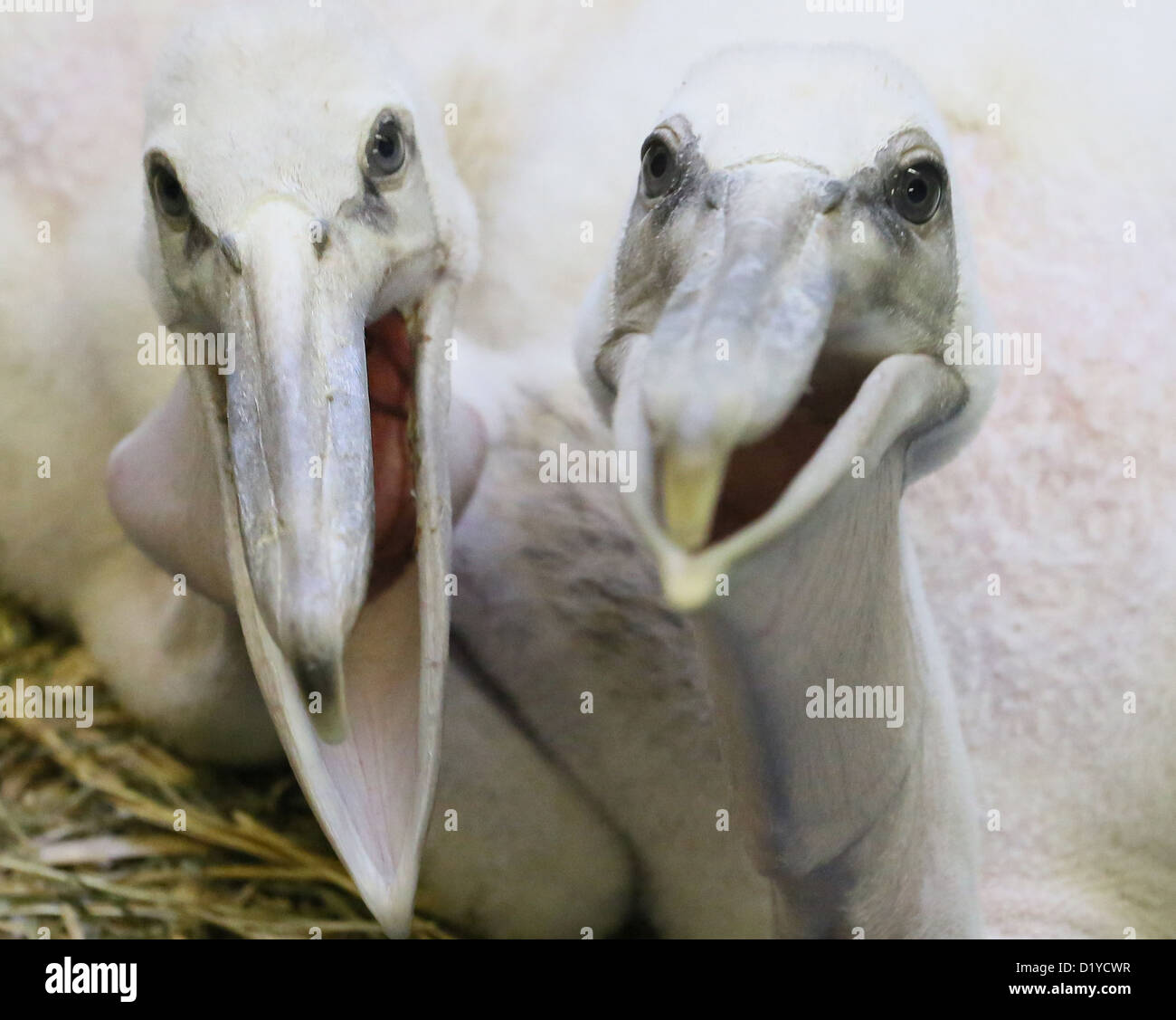 Ein vier Wochen altes Baby rosa-backed Pelikane öffnen ihre Schnäbel in Friedrichsfelde Zoo in Berlin, Deutschland, 8. Januar 2013. Insgesamt acht afrikanische rosa-backed Pelikane sind im Zoo ausgelöst wird. Foto: STEPHANIE PILICK Stockfoto