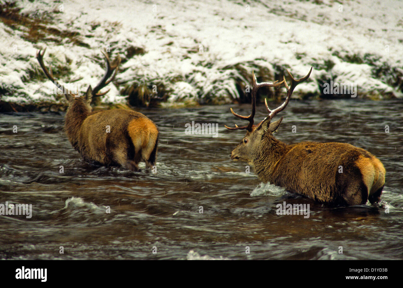 ZWEI ROTE ROTWILD [CERVUS ELAPHUS] VERHANDELN DEN KALTEN GEWÄSSERN DES FLUSSES DEE IN SCHOTTLAND AN EINEM WINTERTAG Stockfoto