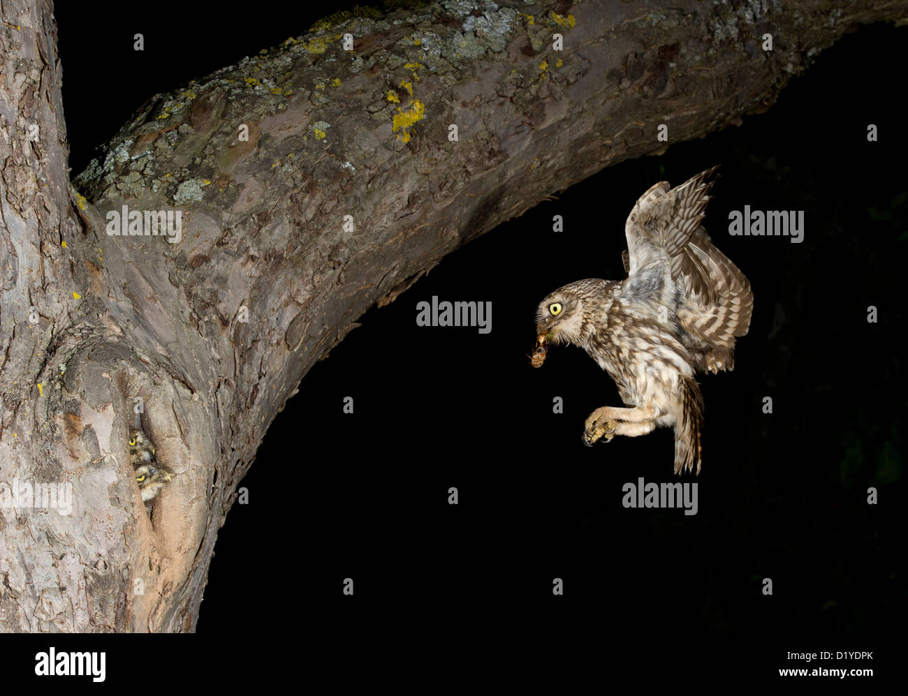 Steinkauz (Athene Noctua). Erwachsenen bei der Landung Ansatz zum nisten Loch in einem Baumstamm mit Insekten in ihrem Schnabel Stockfoto