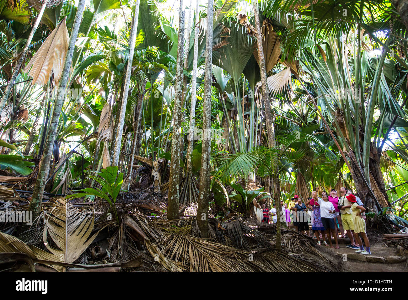 Reisegruppe im Vallee de Mai Nature Reserve, Insel Praslin, Seychellen Stockfoto