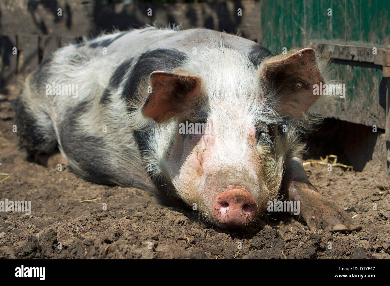 Bentheim schwarz Pied Schwein. Sau im Schlamm liegen Stockfoto