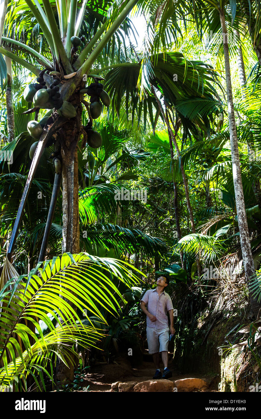 Coco de Mer, Touristen, Vallee de Mai Nature Reserve, Insel Praslin ...