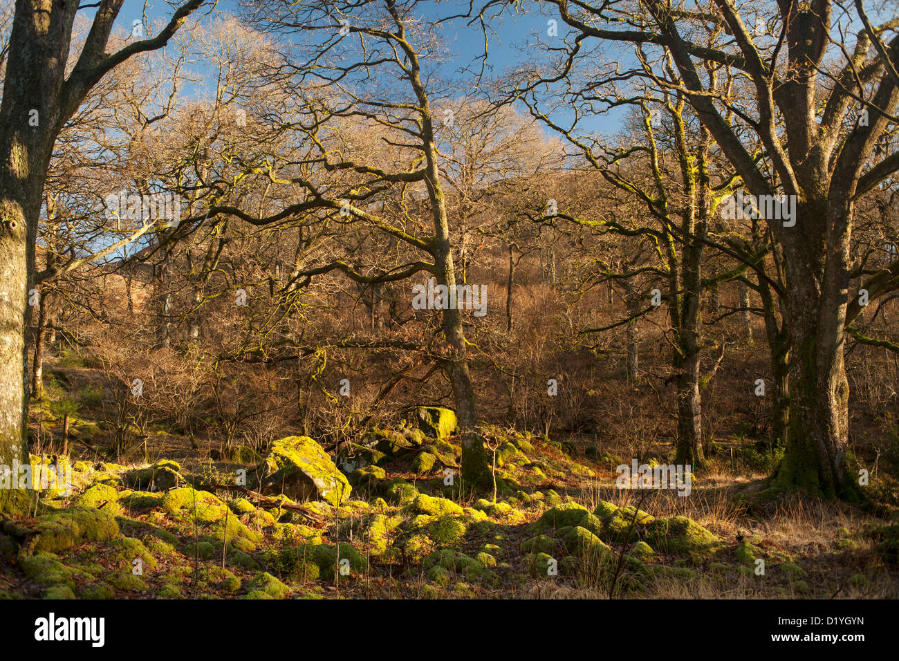 Den alten Eichenwald am Glen Trool zählt zu den zuletzt verwöhnte sessile Eiche Naturwald in Schottland Stockfoto