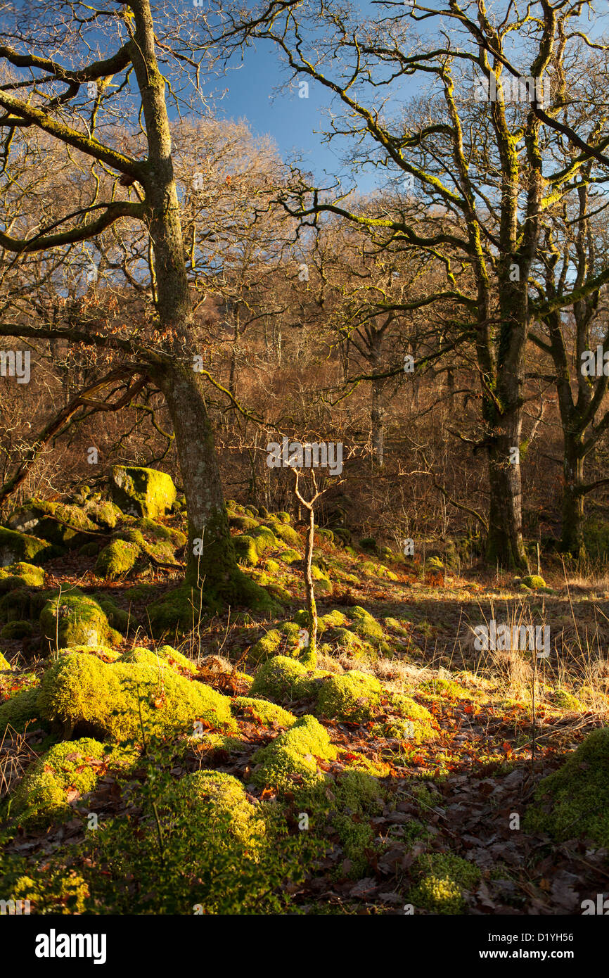 Den alten Eichenwald war einst Teil des "Wald von Buchan" und ist die zuletzt verwöhnte sessile Eiche Naturwald in Schottland Stockfoto