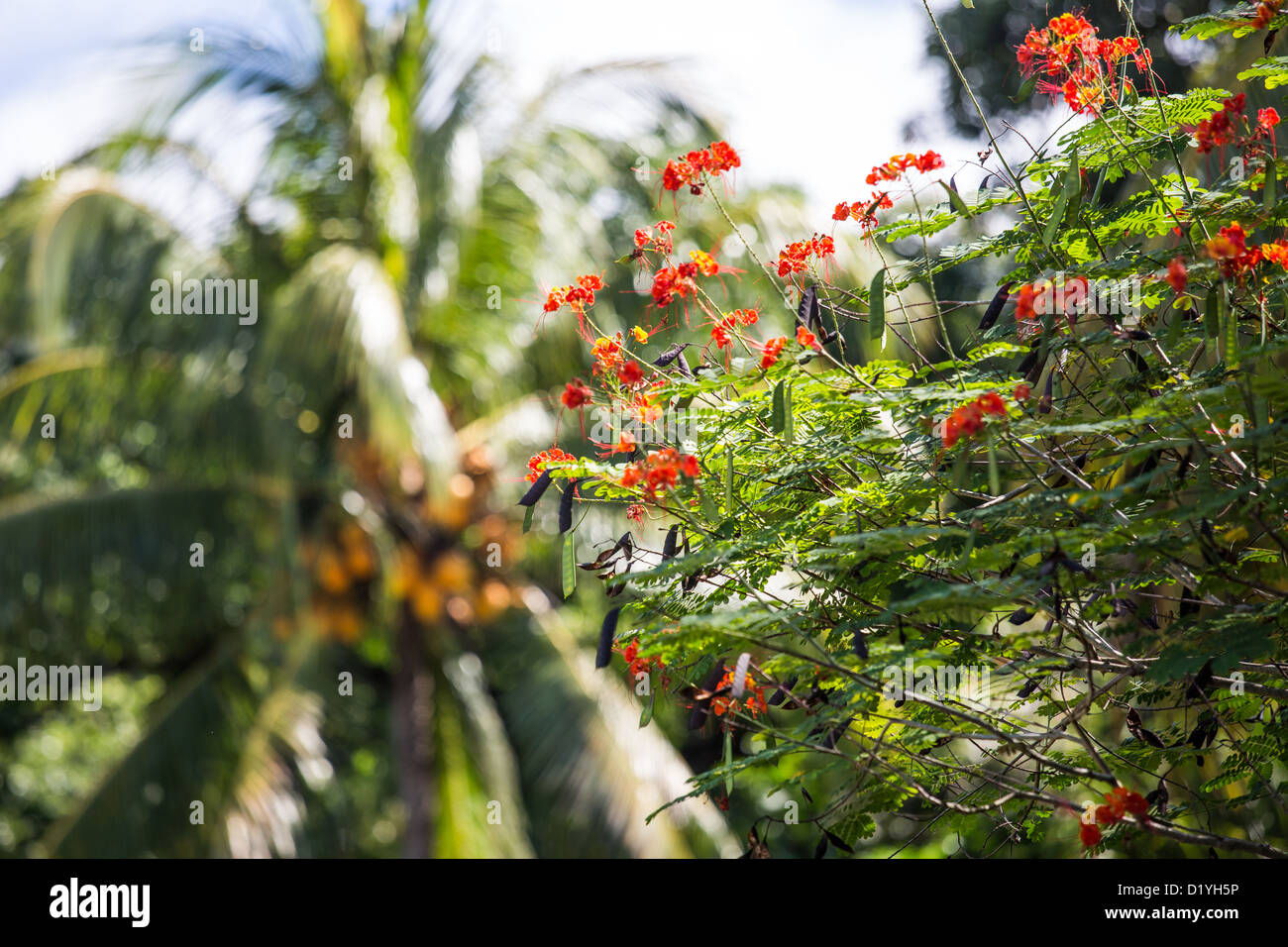 Insel Mahe, Seychellen Stockfoto