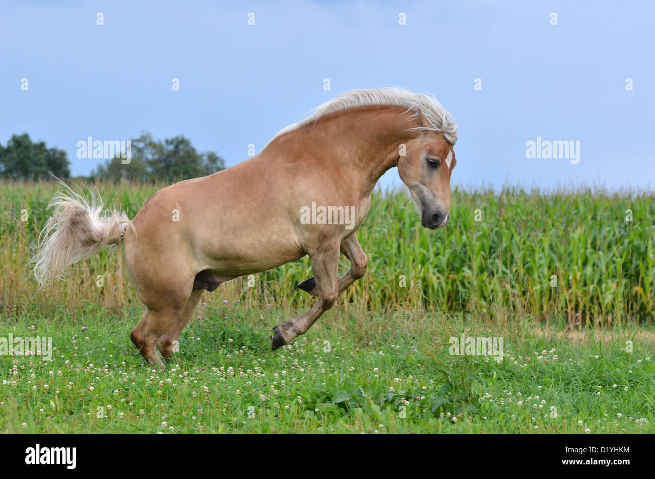 Haflinger-Pferd auf einer Wiese Ruckeln Stockfoto