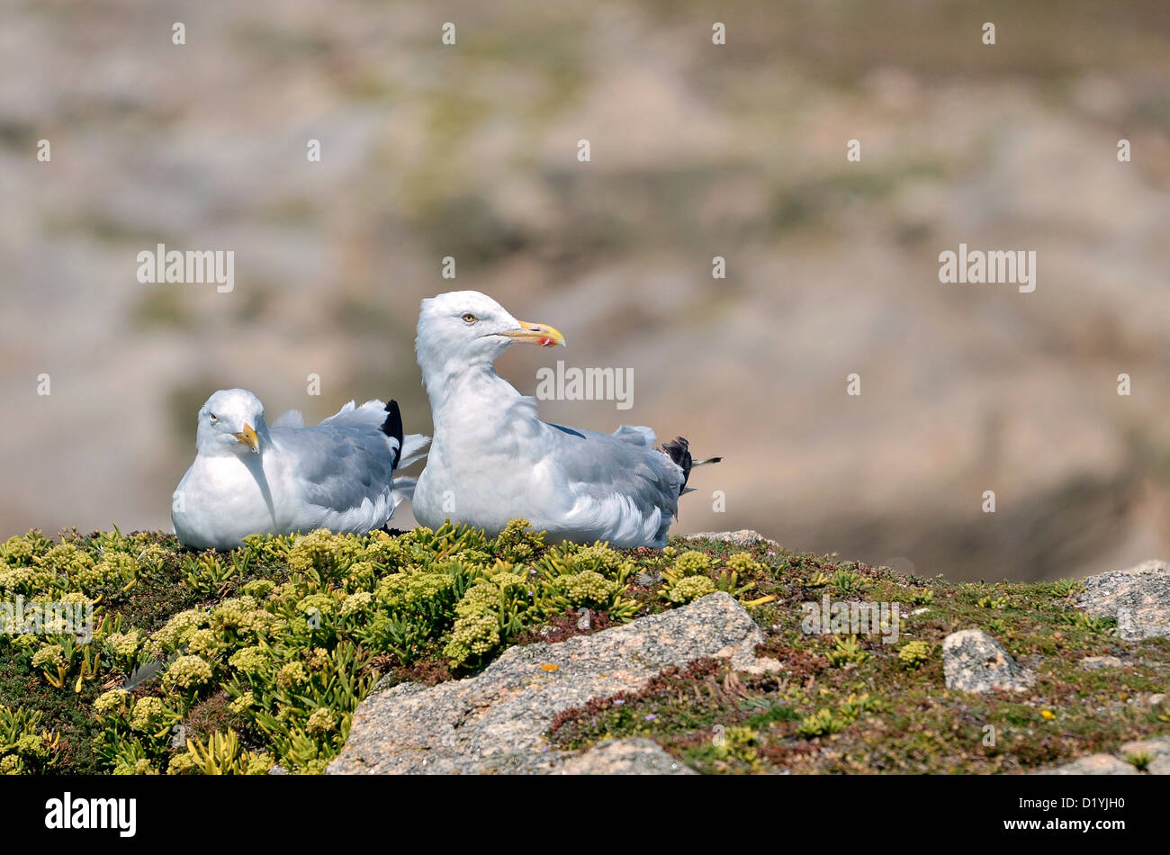 Zwei Silbermöwen (Larus Argentatus) liegen auf dem Rasen an der Côte Sauvage in Quiberon in der Bretagne in Frankreich Stockfoto