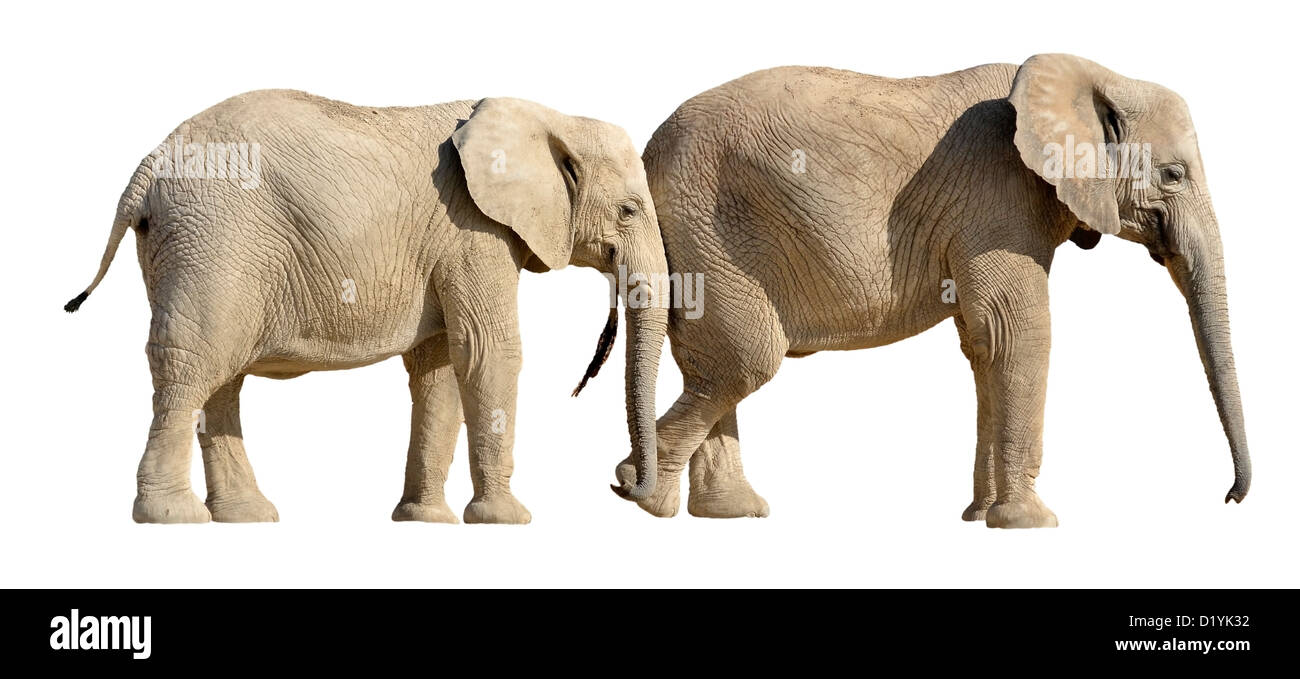 Zwei afrikanische Elefanten (Loxodonta Africana) des Profils isoliert auf weißem Hintergrund angezeigt Stockfoto