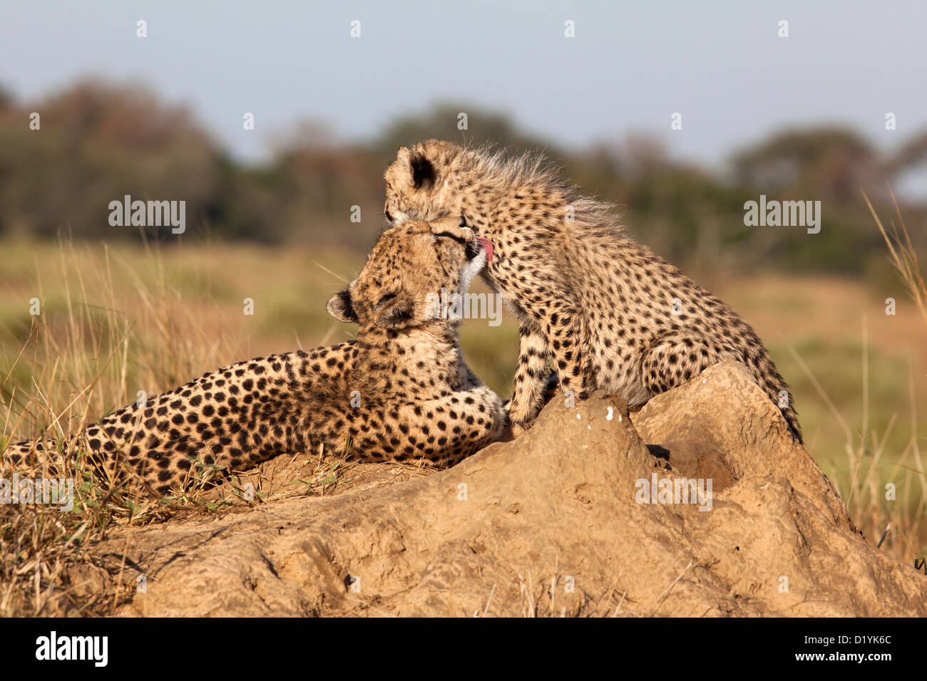 Gepard mit Cub (Acinonyx Jubatus), Phinda private Game reserve, Kwazulu Natal, Südafrika, Juni 2012 Stockfoto