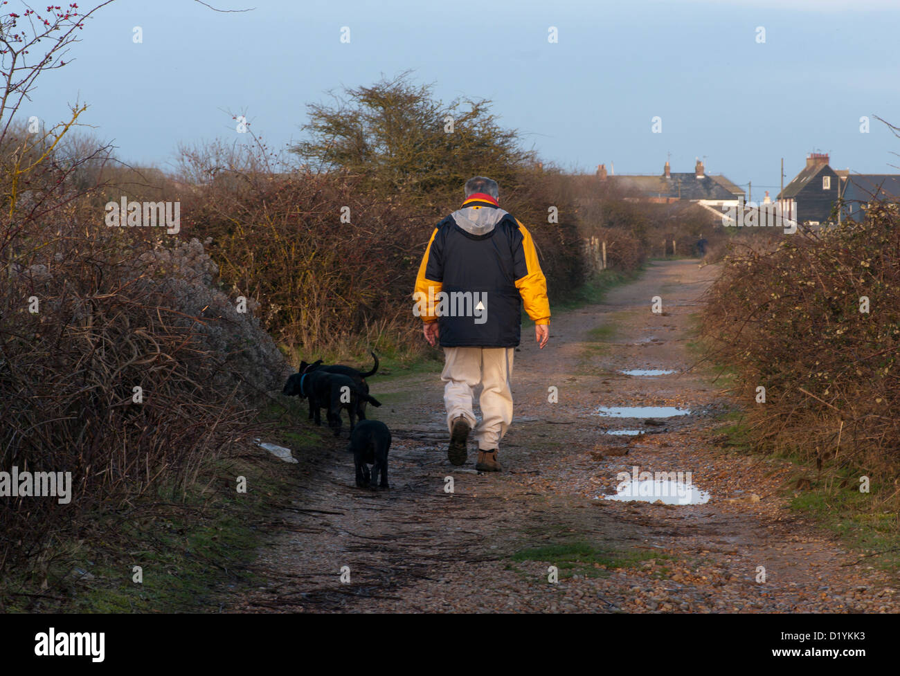 Rear View Of A Person Walikng Hunde In der Landschaft UK Stockfoto