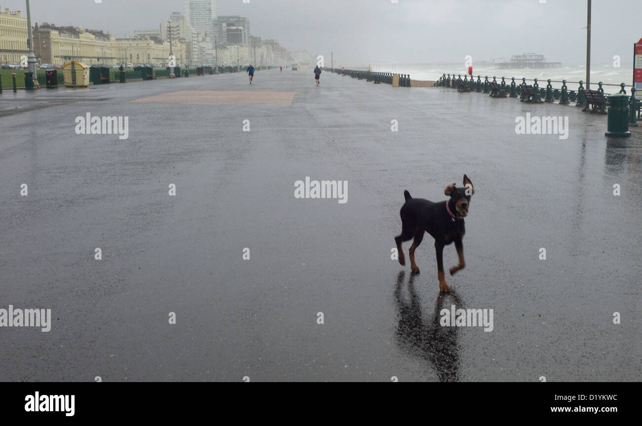 Windgepeitschten Hundewiesen in Regen, Brighton promenade Stockfoto