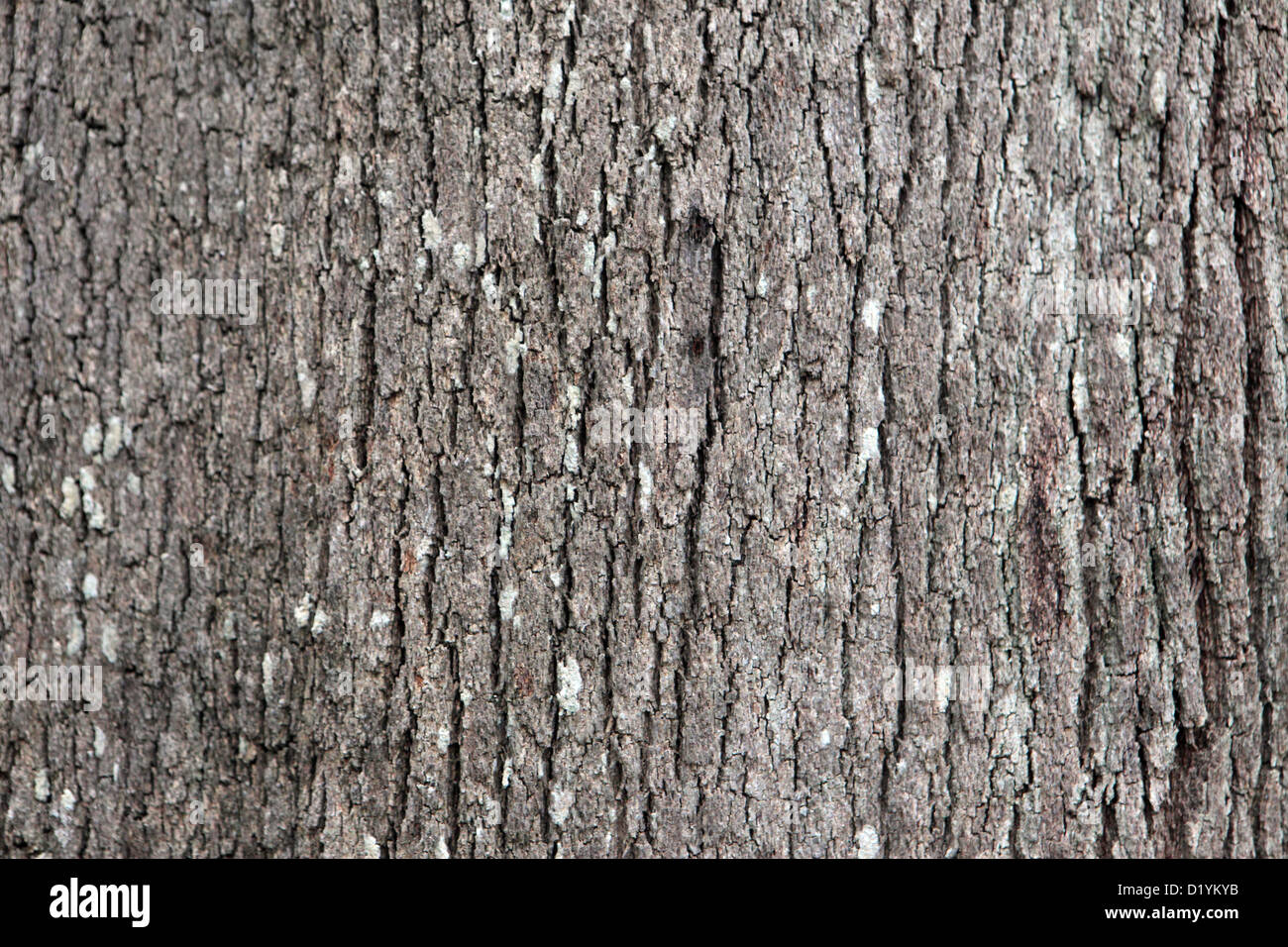 Nahaufnahme der Baum Rinde Textur, geeignet für Hintergrund Naturform, Teneriffa. Stockfoto